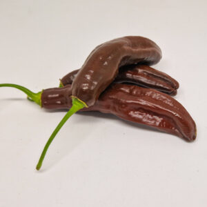 Ají Panca - semínka chilli