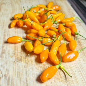 Golden nugget - semínka chilli