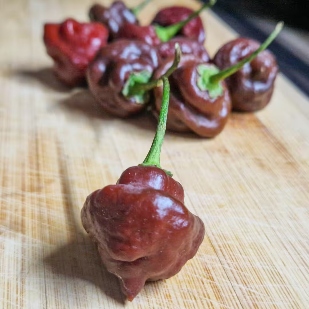 Scotch Bonnet - semínka chilli