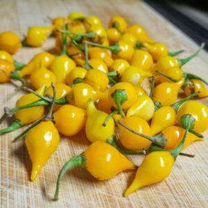 Biquinho Amarillo - semínka chilli