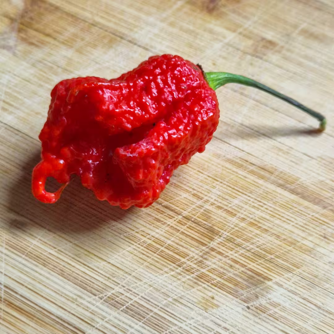 Carolina Reaper - semínka chilli